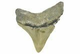 Serrated, Posterior Megalodon Tooth - North Carolina #377040-1